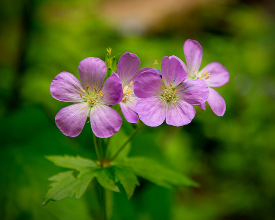 wild, geranium, flower, purple