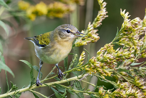 Tennessee Warbler